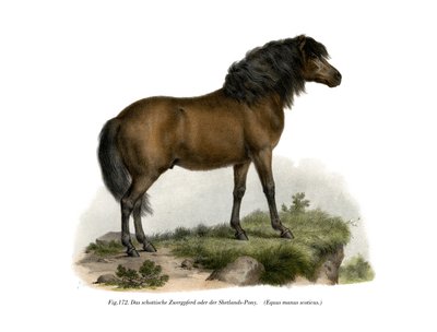 Shetland Pony by German School